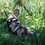 Woodland Park Zoo