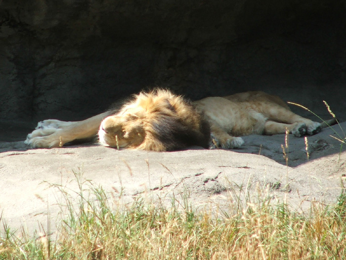 Woodland Park Zoo