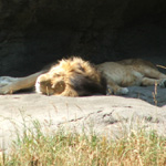 Woodland Park Zoo
