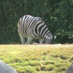 Woodland Park Zoo