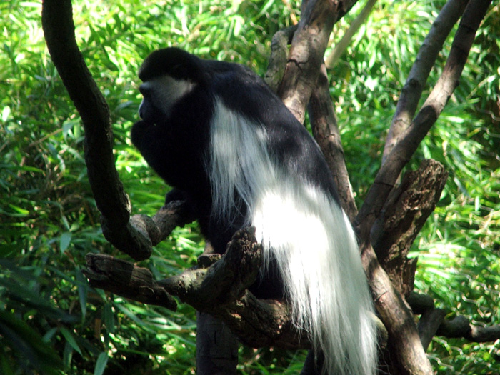 Woodland Park Zoo