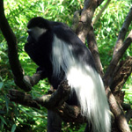 Woodland Park Zoo