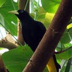 Woodland Park Zoo