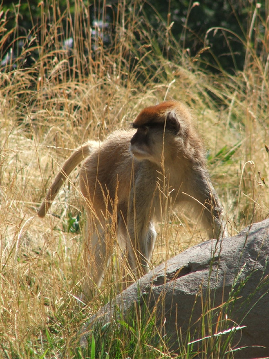 Woodland Park Zoo