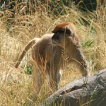 Woodland Park Zoo