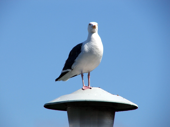 Fisherman's Wharf