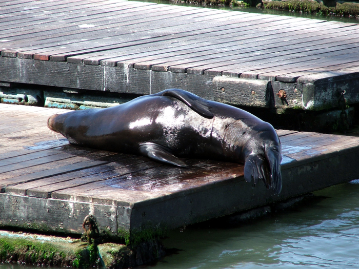 Fisherman's Wharf