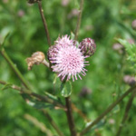 The Wilds
