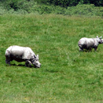 The Wilds