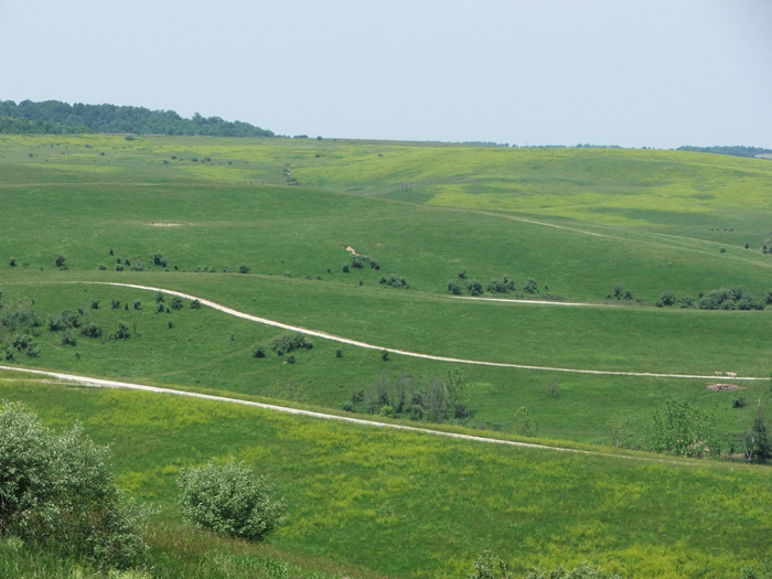 The Wilds