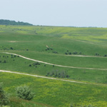 The Wilds