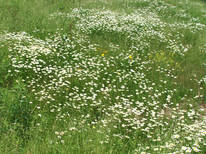 The Wilds
