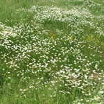 The Wilds
