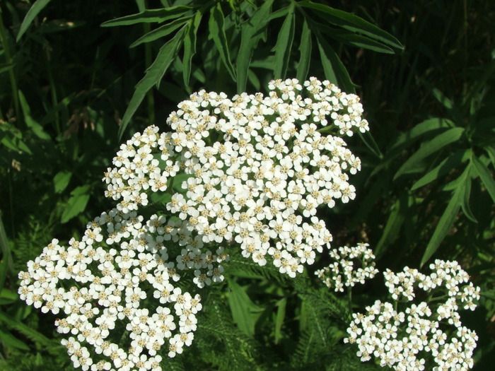 The Wilds