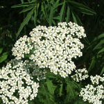 The Wilds