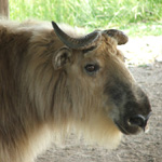 The Wilds