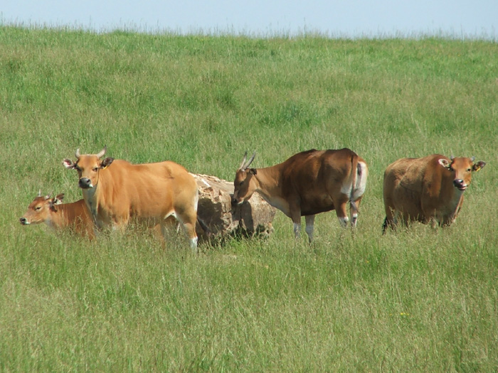 The Wilds