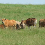 The Wilds