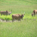 The Wilds