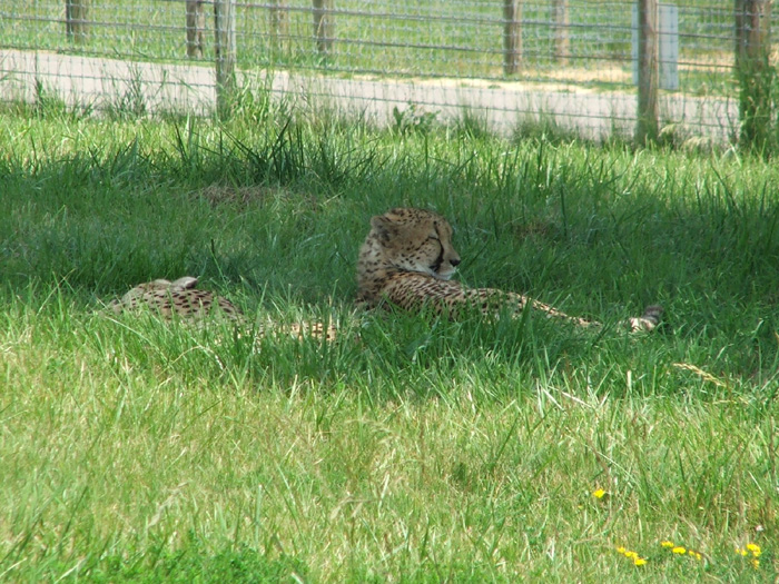 The Wilds