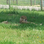 The Wilds