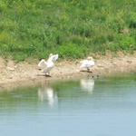 The Wilds