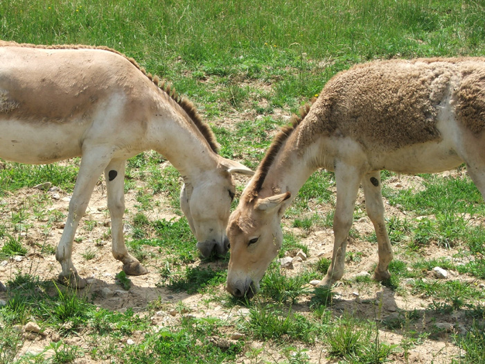 The Wilds