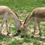 The Wilds