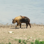 The Wilds