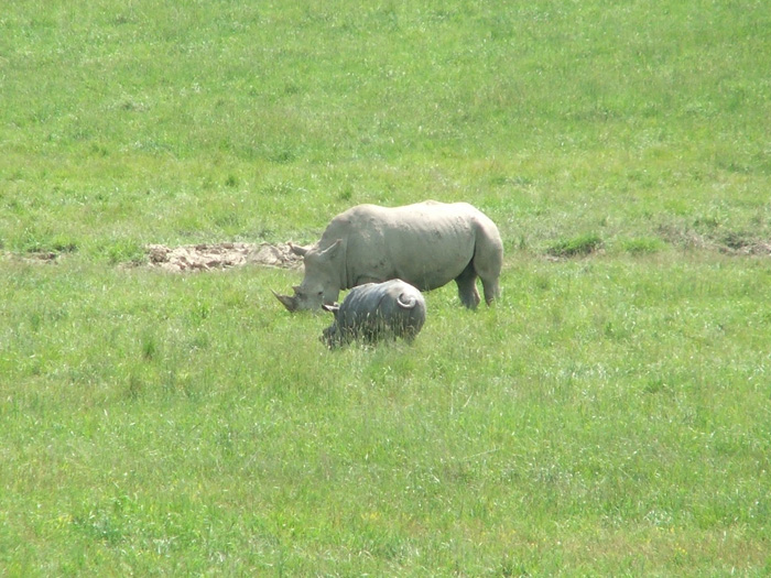 The Wilds