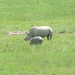 The Wilds