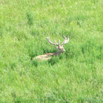 The Wilds