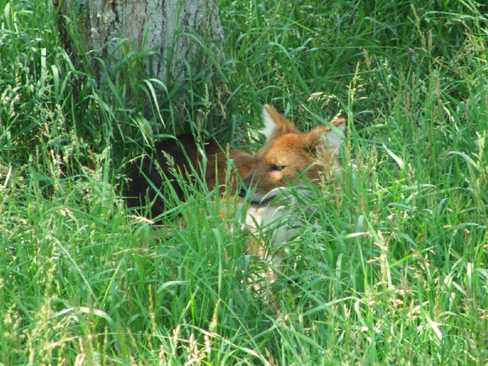 The Wilds