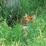 The Wilds