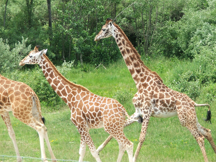 The Wilds