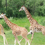 The Wilds