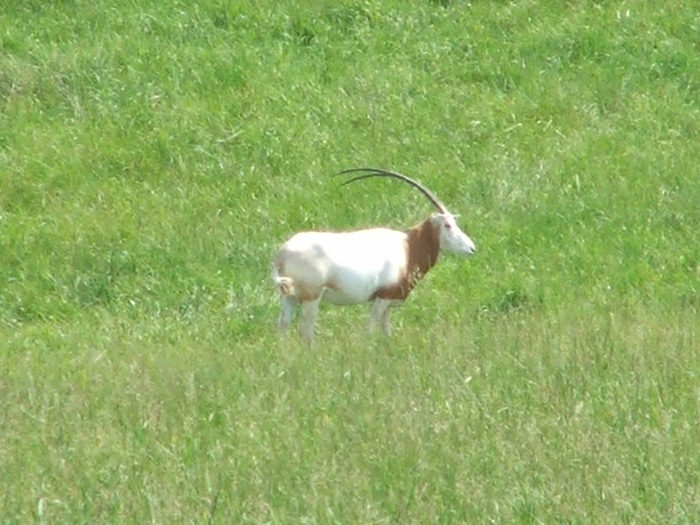 The Wilds