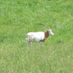 The Wilds