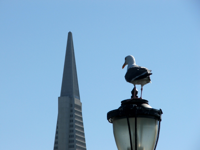 Transamerica Pyramid