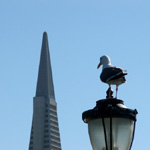 Transamerica Pyramid