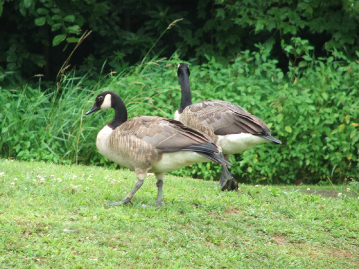 Geese