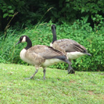 Geese