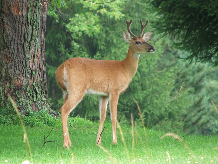 Deer on the golf course