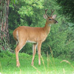 Deer on the golf course
