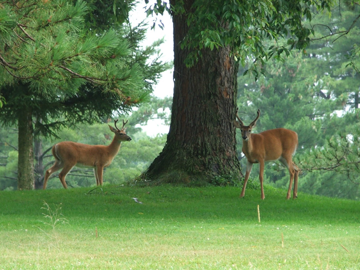 Deer on the golf course