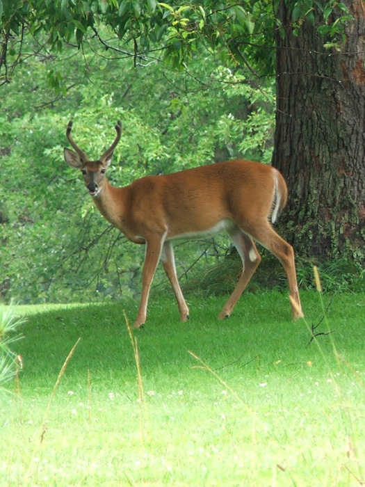 Deer on the golf course