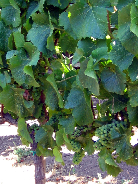 Viansna Winery, Sonoma
