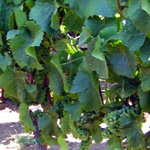 Viansna Winery, Sonoma