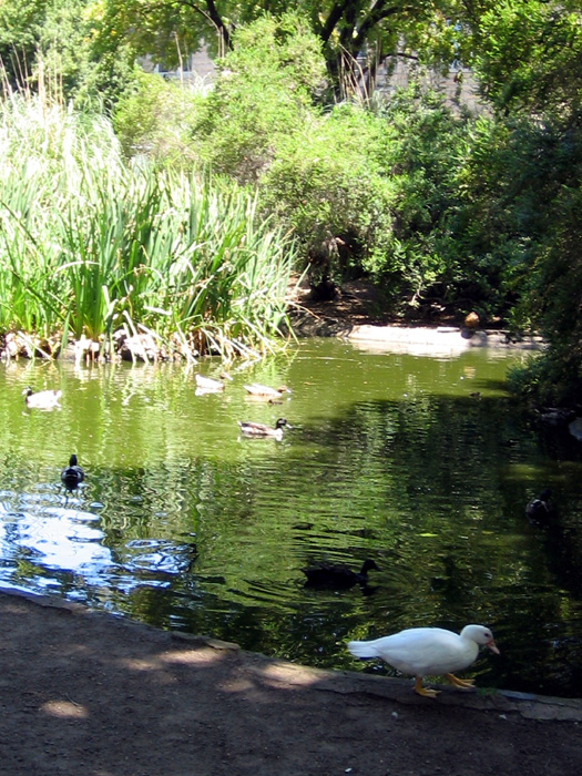 Sonoma City Park