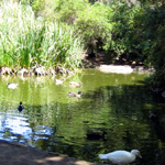 Sonoma City Park